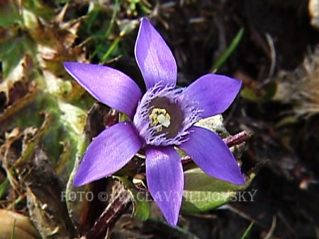 Hořeček fatranský (Gentianella fatrae)